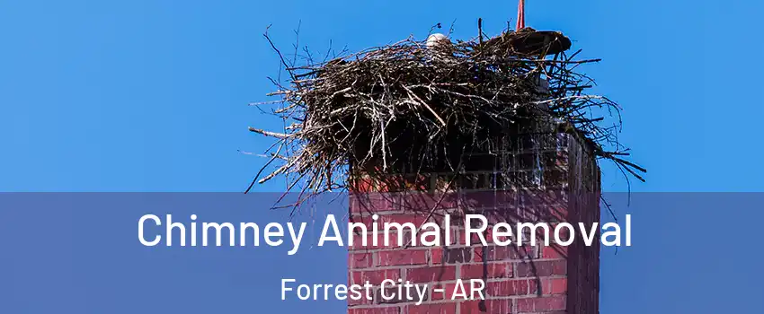  Chimney Animal Removal Forrest City - AR