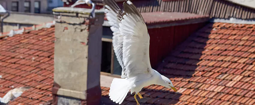 Residential Chimney Animal Removal Solution in Forrest City, AR