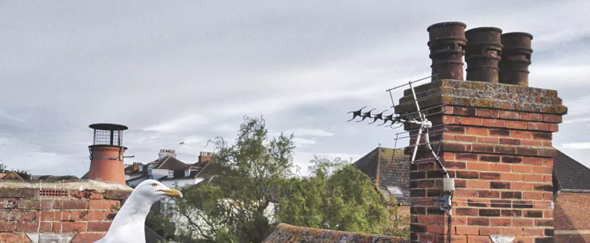 Chimney Cleaning And Restoration in Forrest City, Arkansas